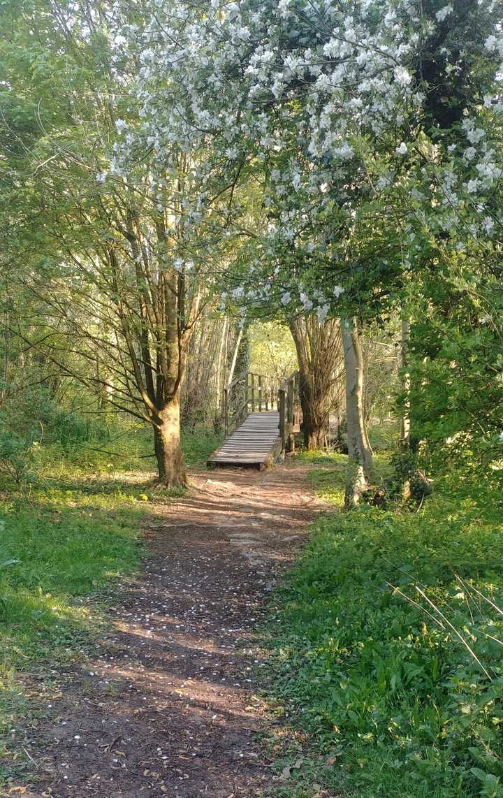 Park bridge