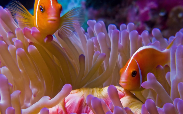 Fish