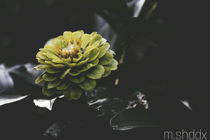 lonely flower