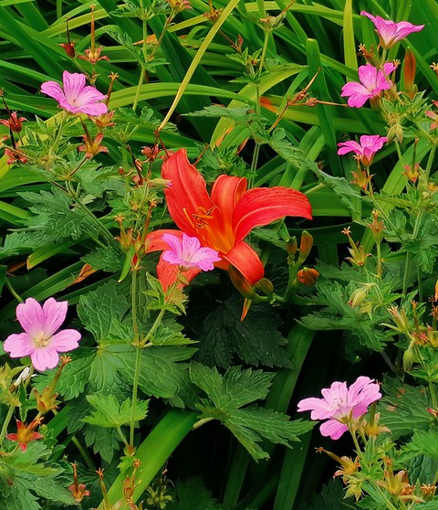 flowers