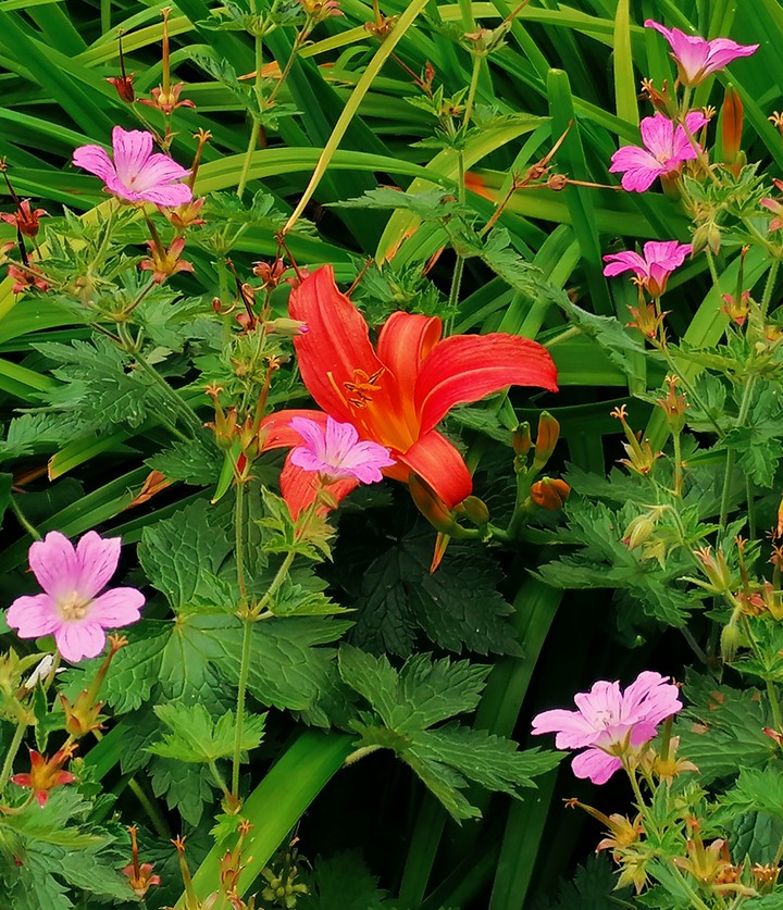 flowers