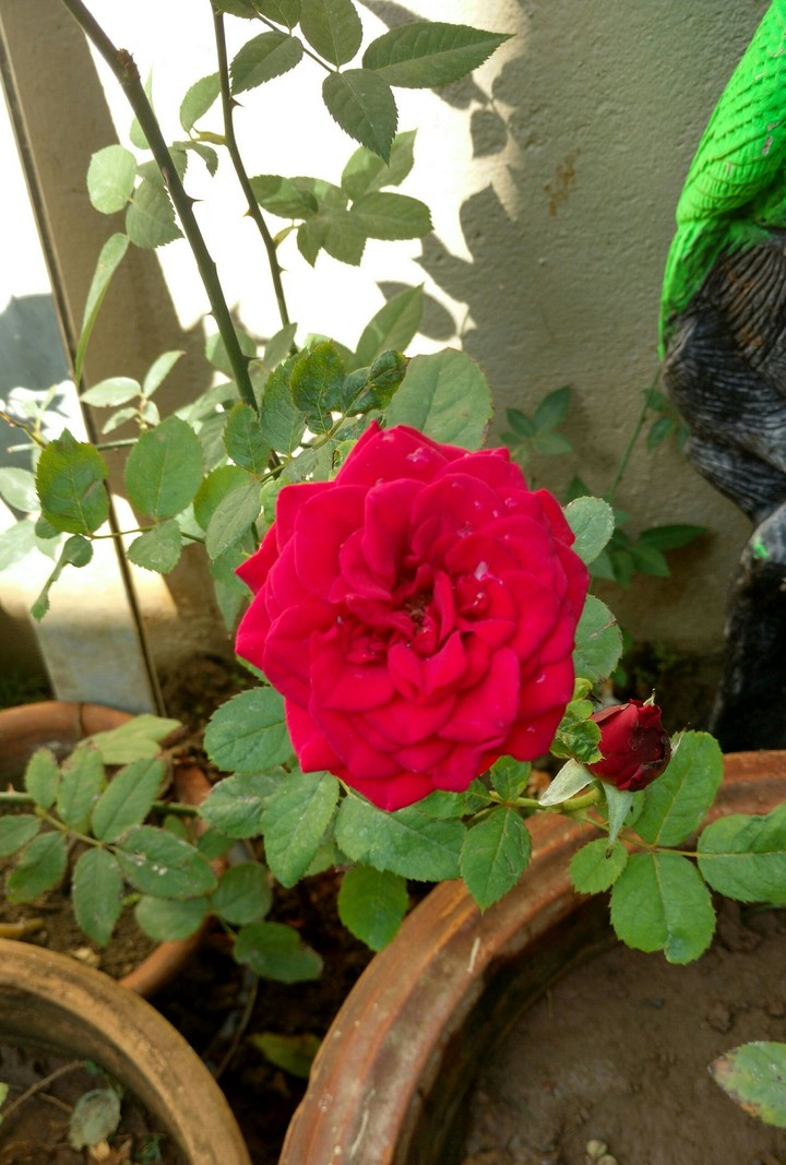 Red Rose