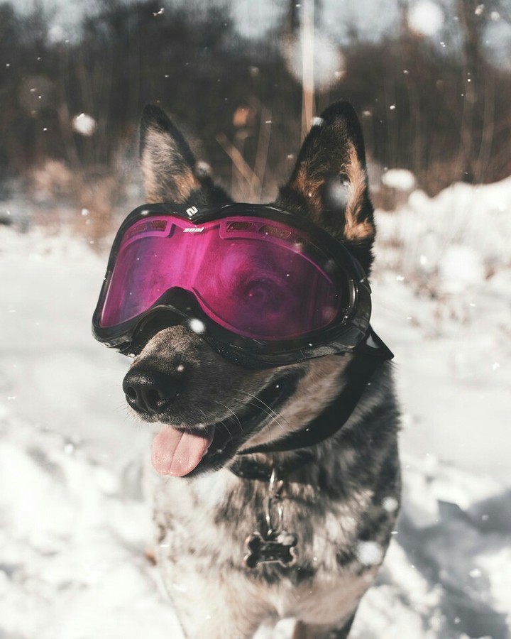 собака в маске