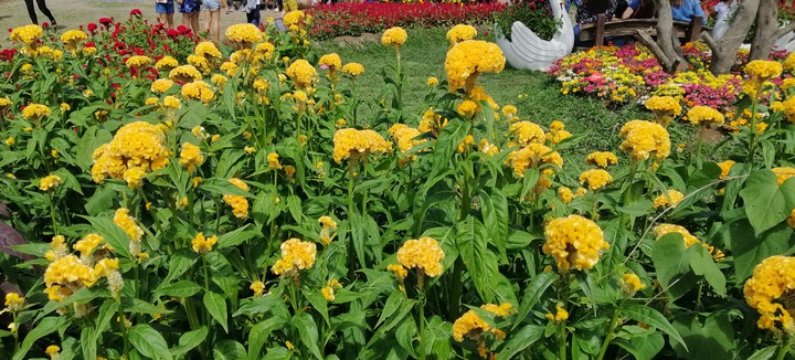 Yellow
