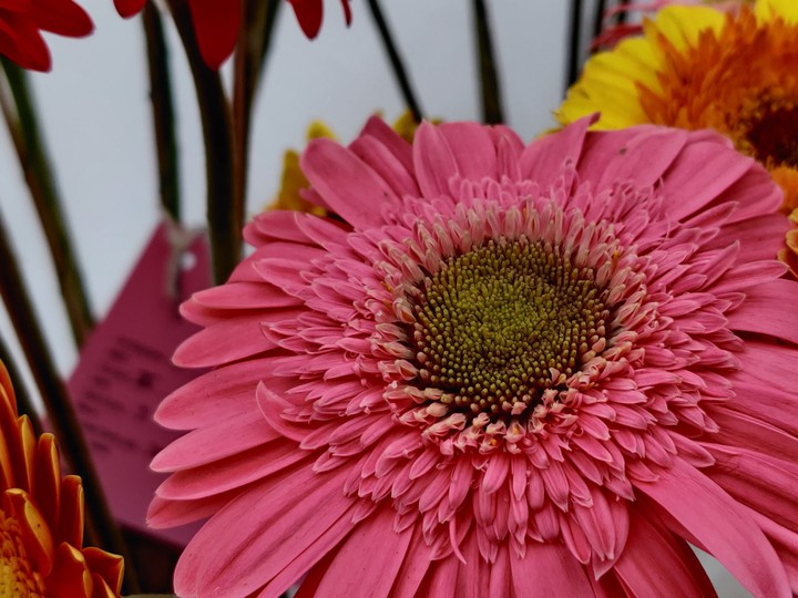 choose to bloom