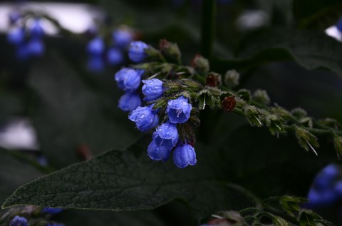тапети evergreen, branch
