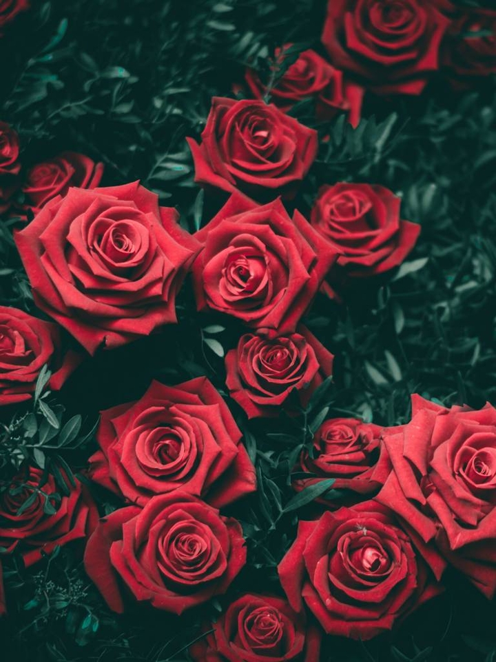roses