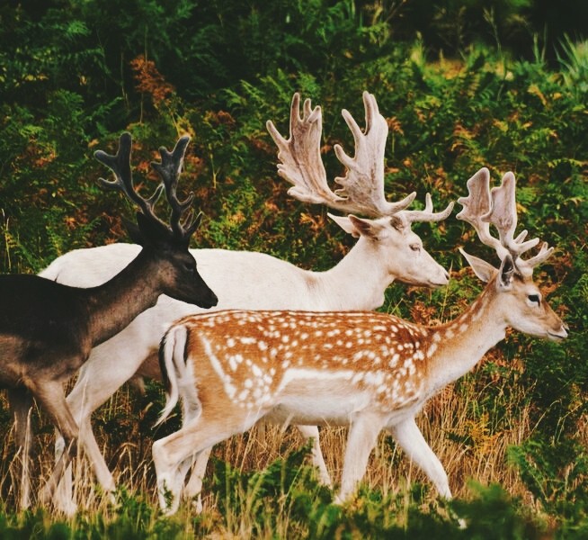 Deer