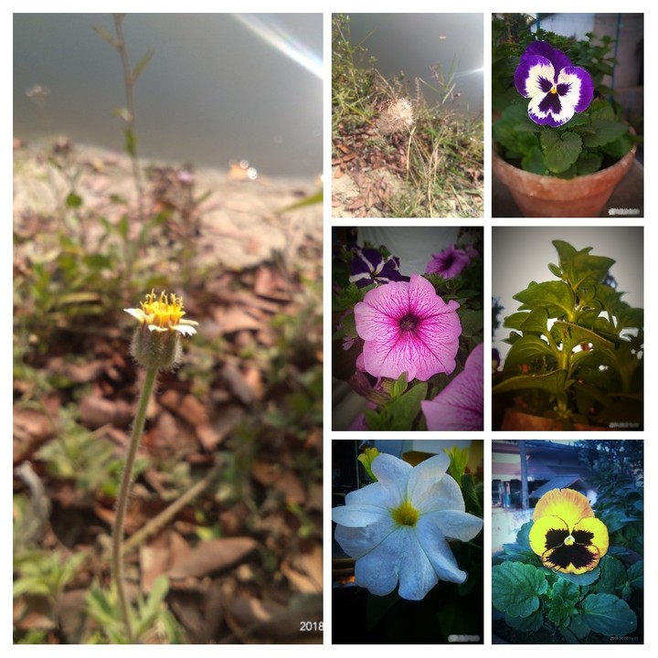flower collection