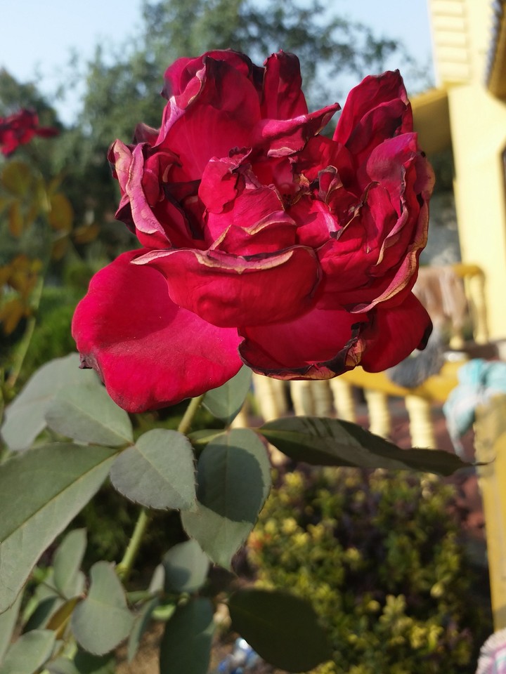 Rose 007