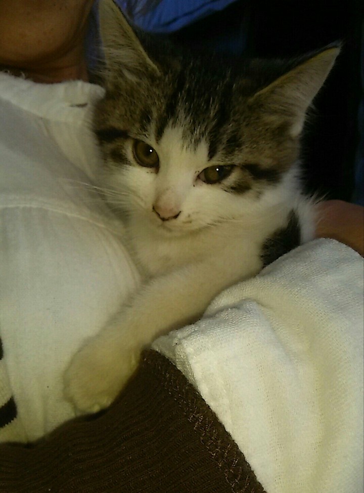 cat