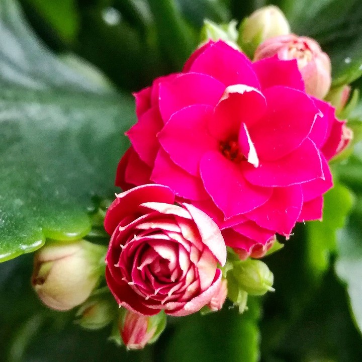 Kalanhoe bloom