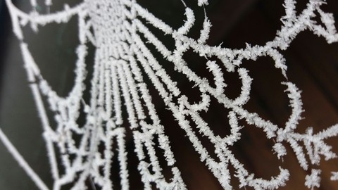 Frozen Cobweb