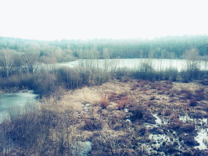 in the forest