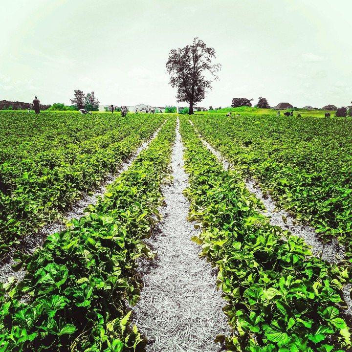 Paths