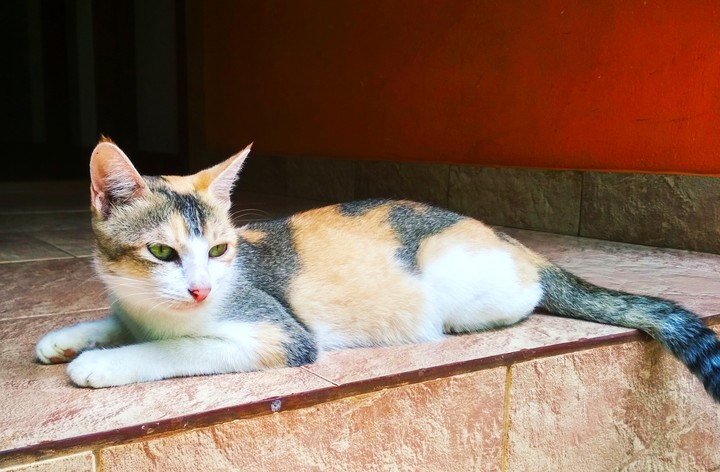 Kunchu