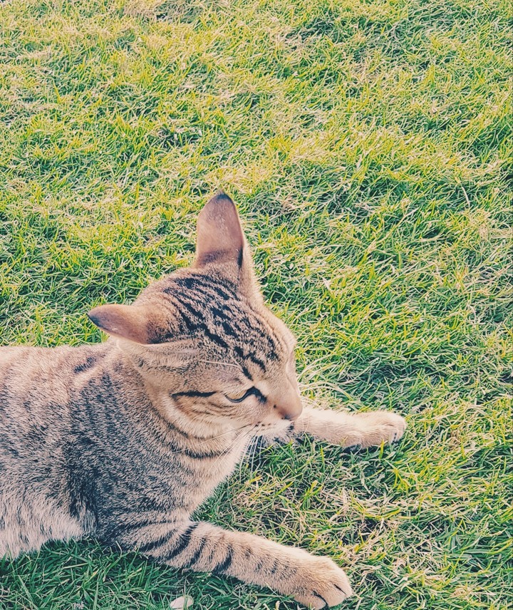 cat 