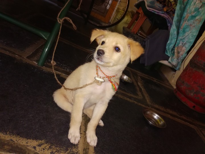 cute laddu