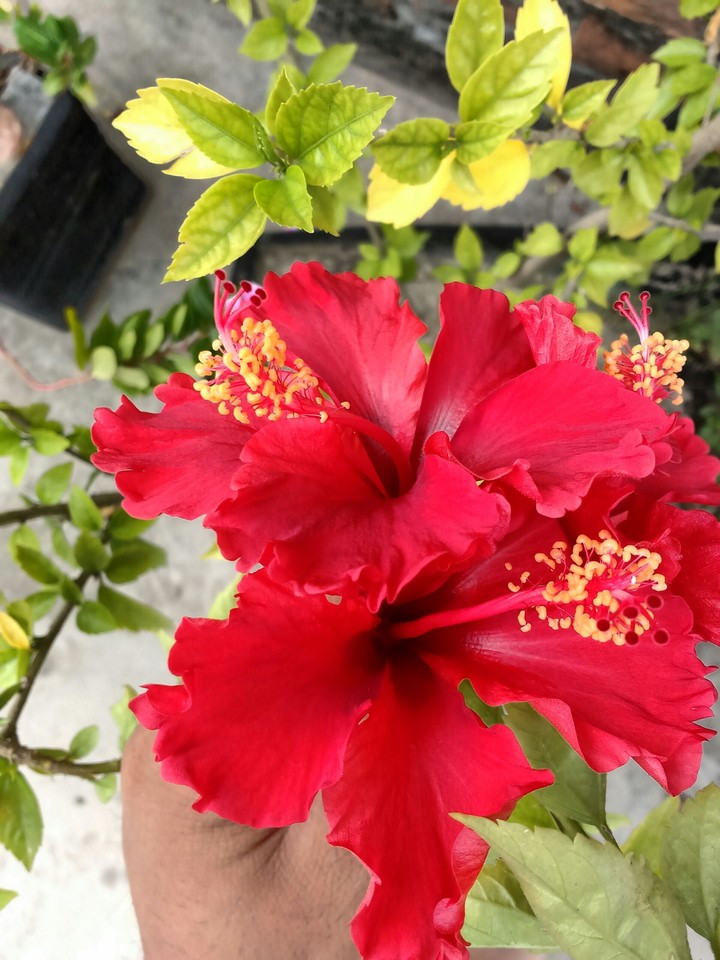 flowers