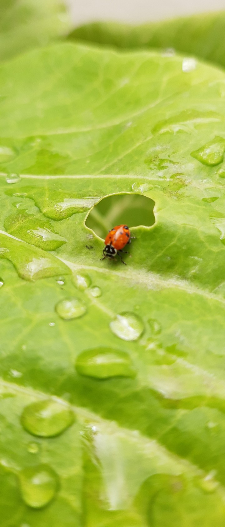 Bug