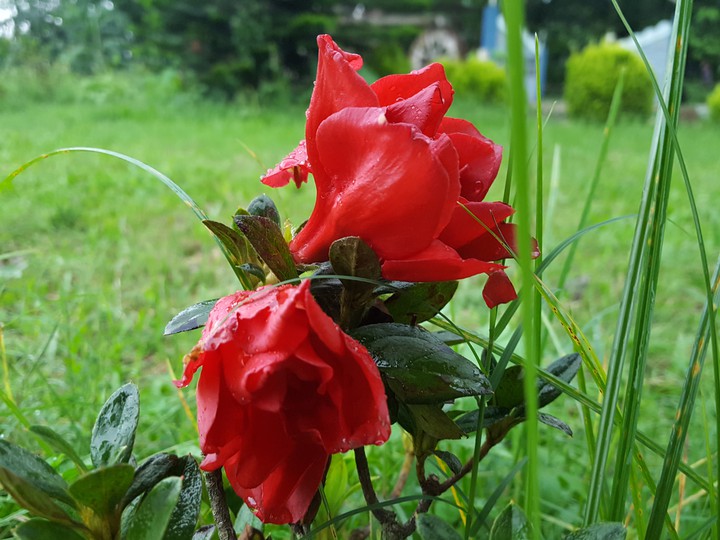 flowers