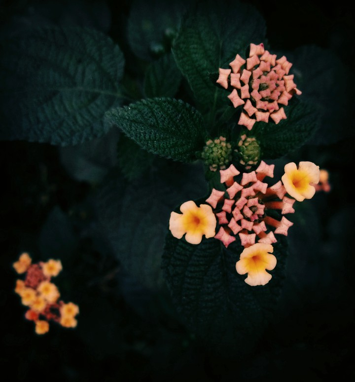 Every flower has it's own beauty