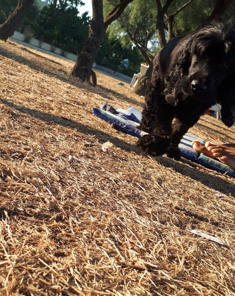 dog