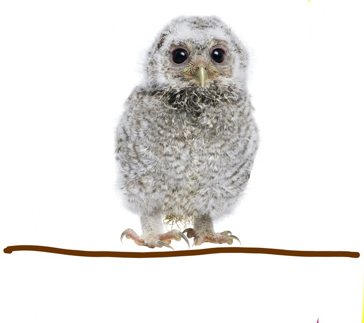 owl