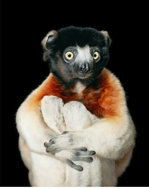 snout, indri wallpapers