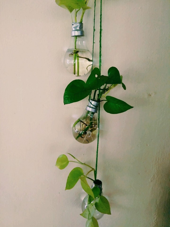 old bulb
