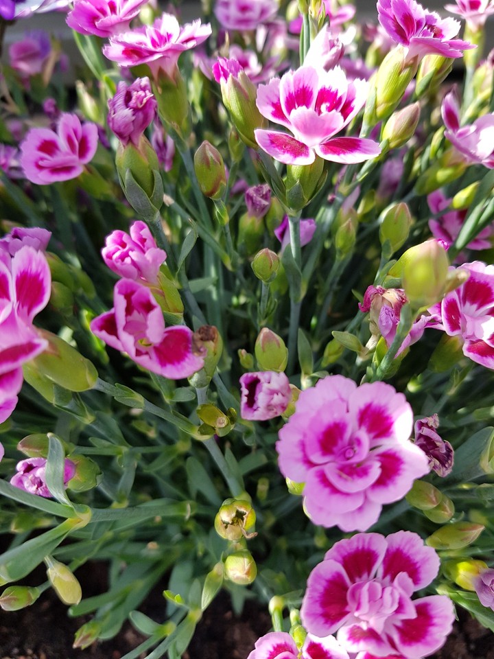flowers