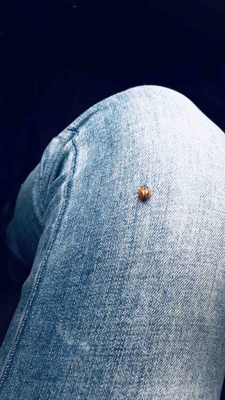 Coccinellidae