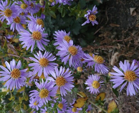 flower, wildflower Hintergrundbilder