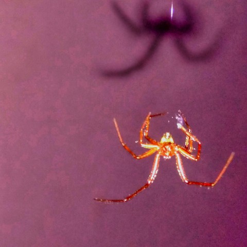 the angry spider