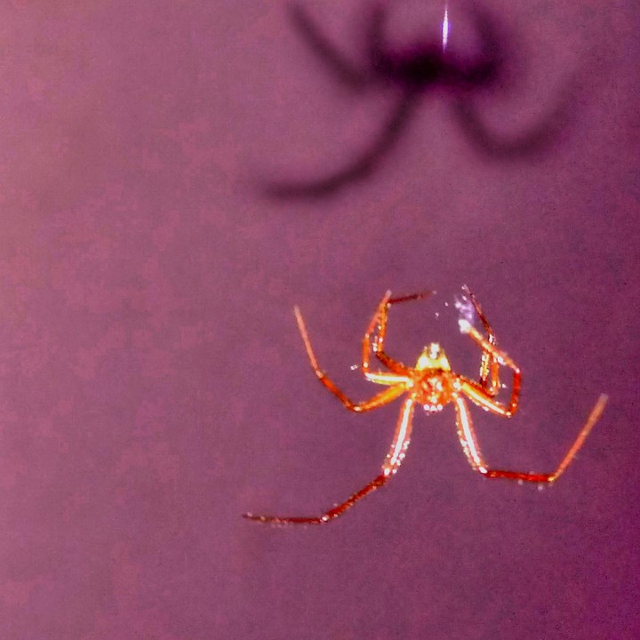 the angry spider