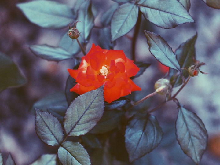 Rose
