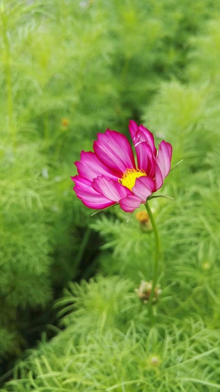 the  flower