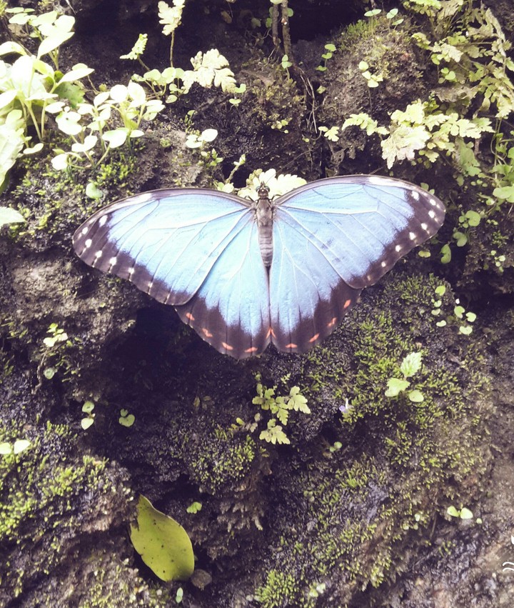 butterfly