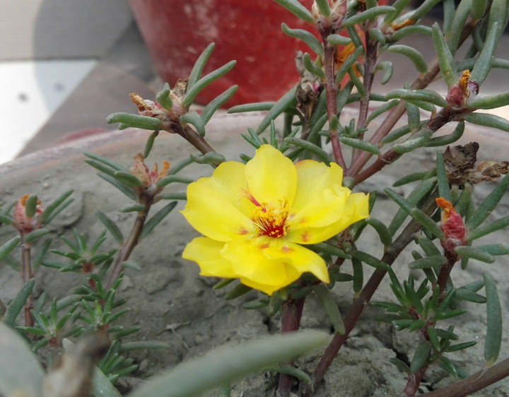 yellow