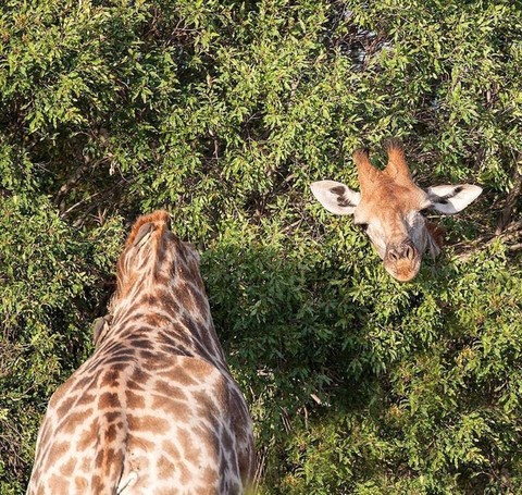 funny giraffe
