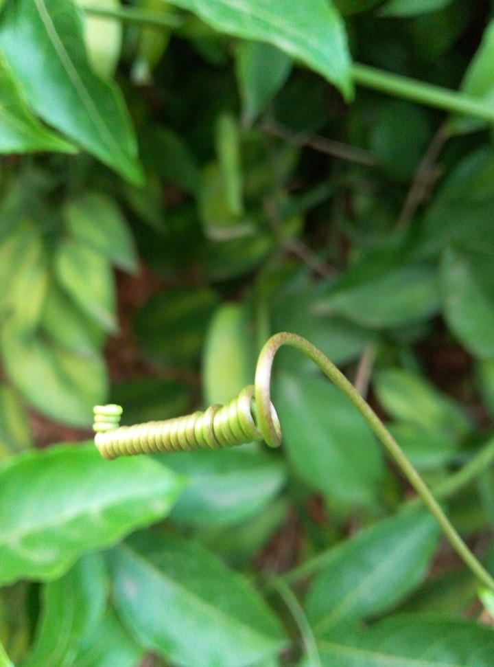 crazy nature