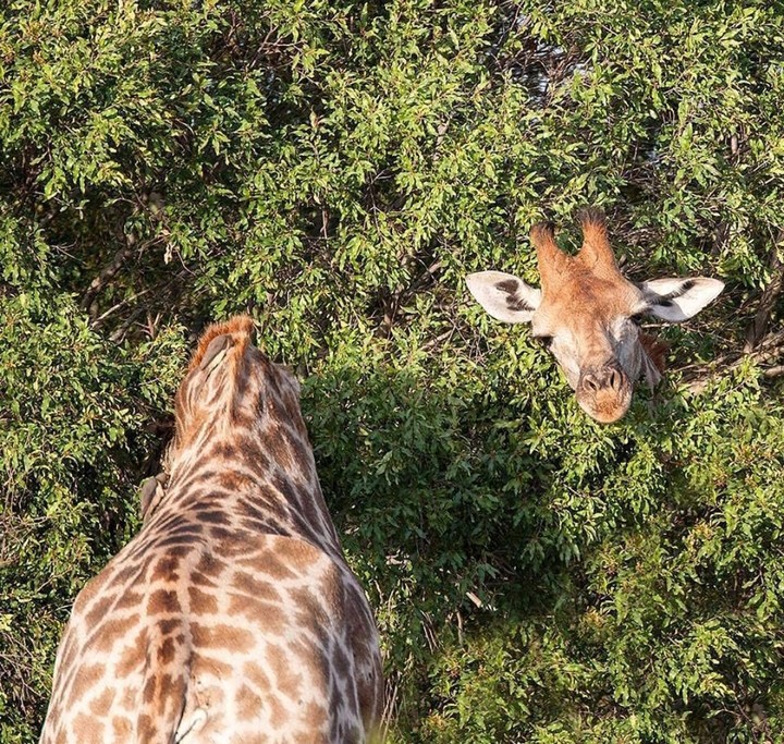 funny giraffe