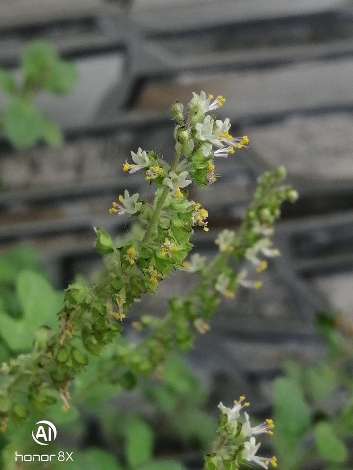 tulsi