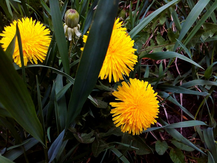 Dandelion