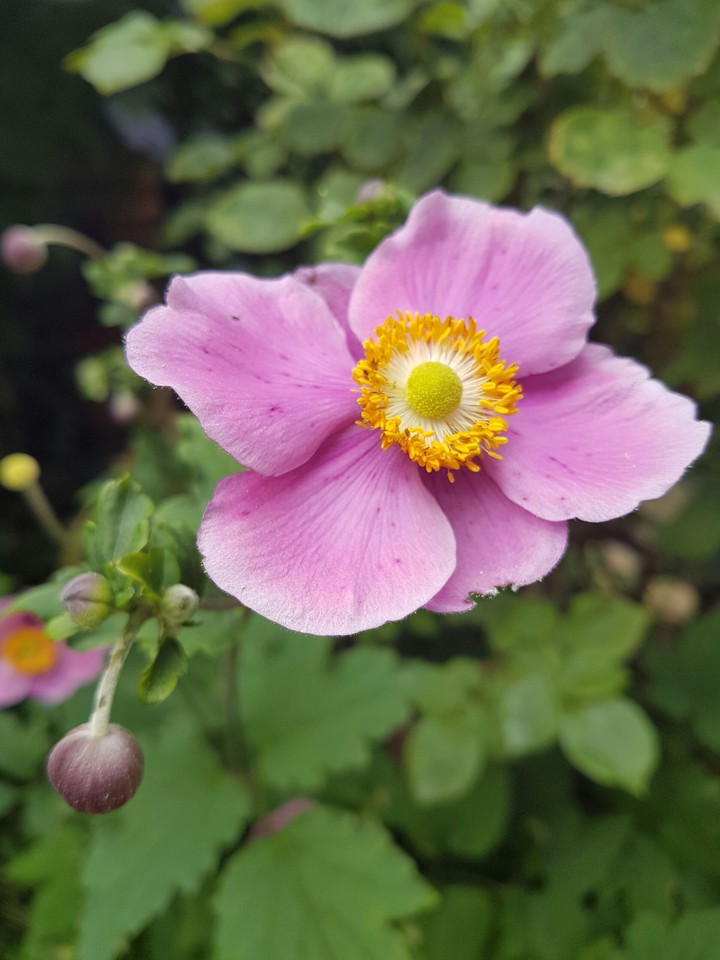 Mom's Garden