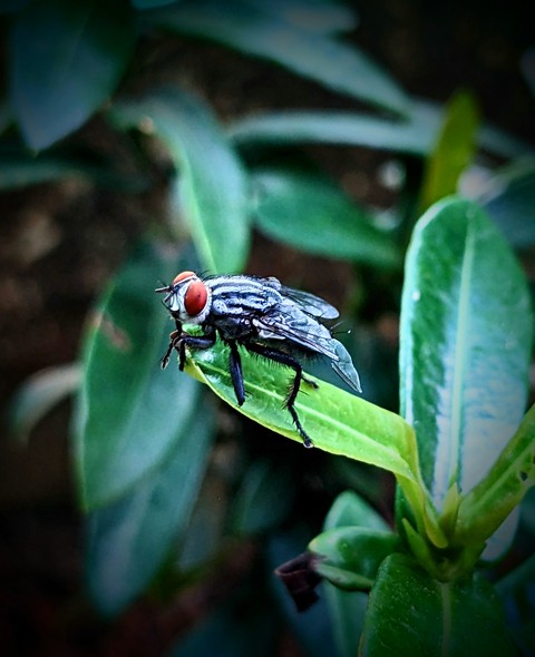 tapety botany, pest