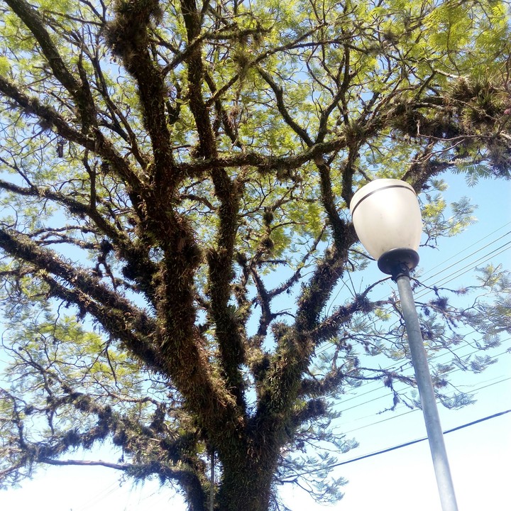 Luz