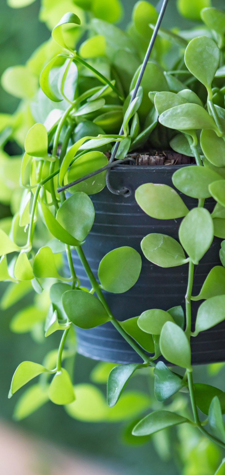 plants