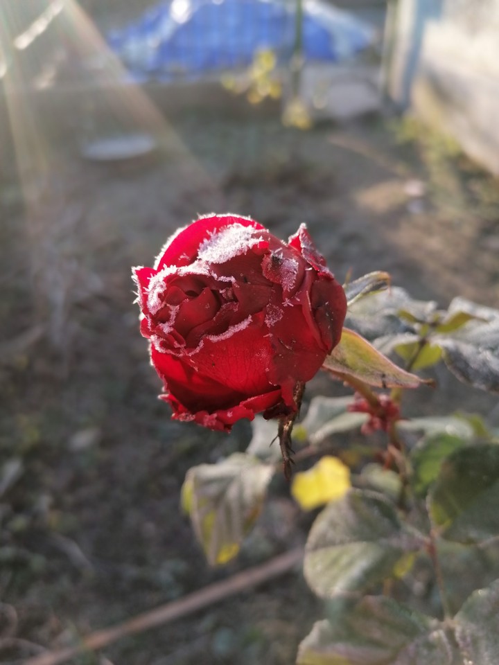 rose