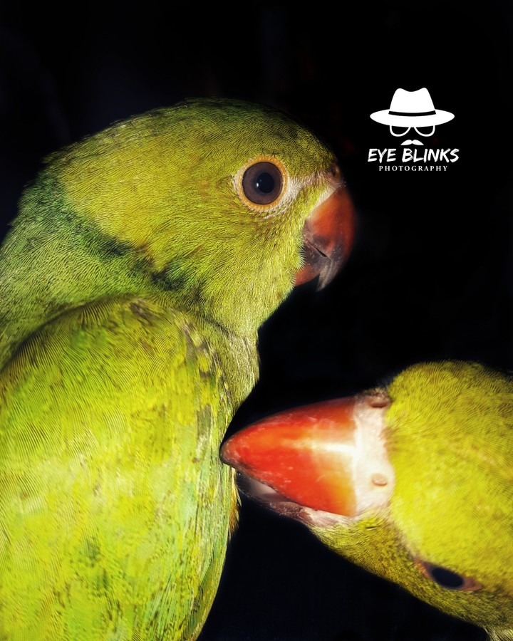 parrots love